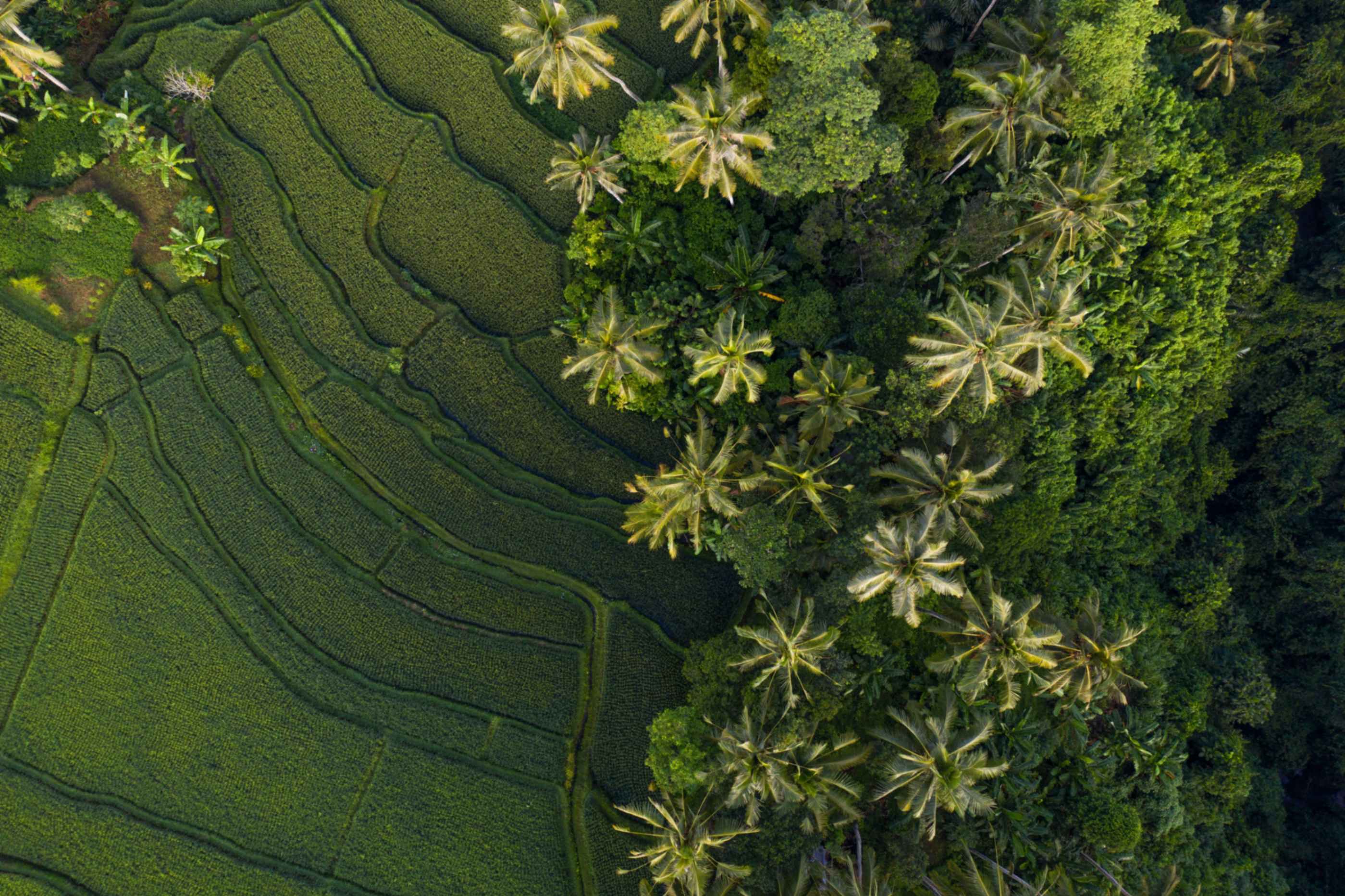 Bali rice terraces